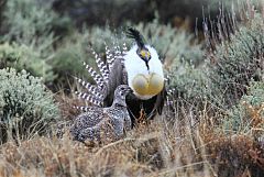 Gunnison Sage-Grouse